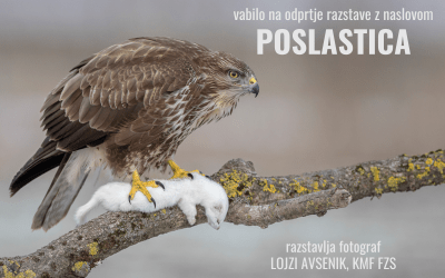 RAZSTAVA: Vabilo na odprtje razstave POSLASTICA – Lojzi Avsenik